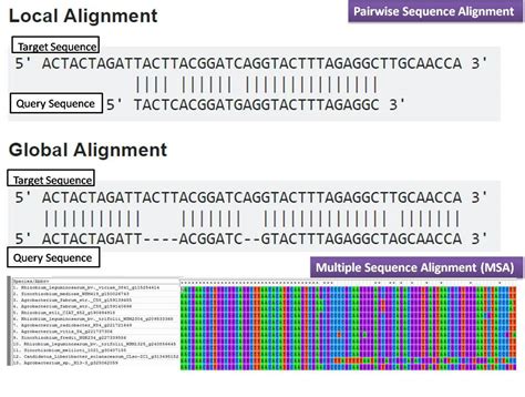 pairwise and multiple sequence alignment